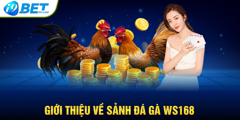 Giới thiệu về sảnh đá gà WS168